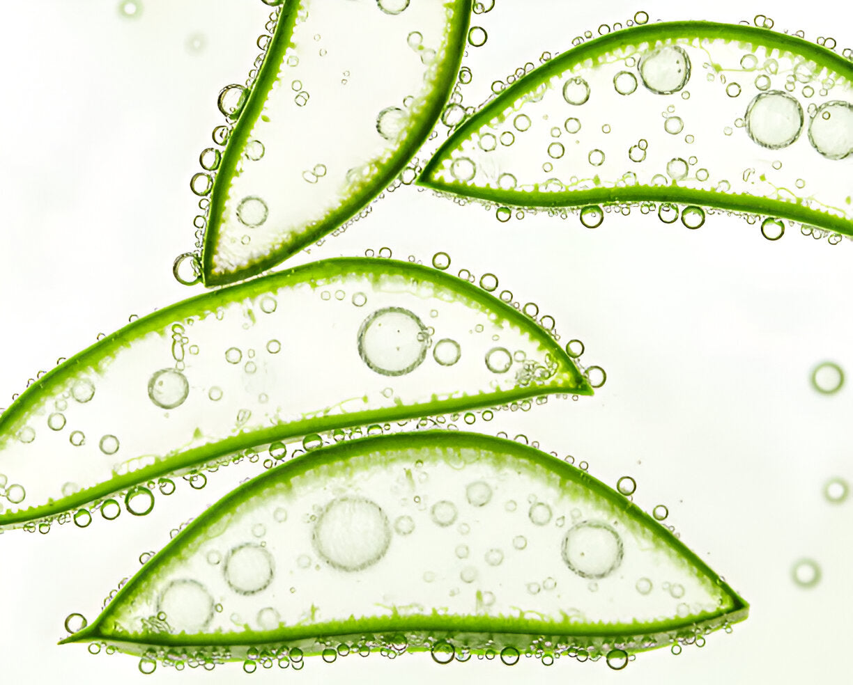 Aloe Vera Hautpflegeprodukte | Wonder Skin Deutschland
