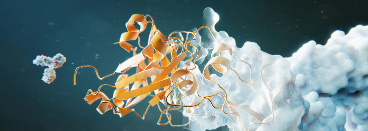 Peptid-Seren für reife Haut: Was Peptide wirklich leisten – und worauf du beim Kauf achten solltest